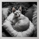 Suche nach sphynx katze poster Niedlich