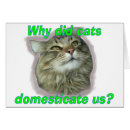 Recherche de domestiqué Chats