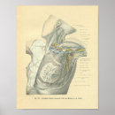 Suche nach weibliche anatomie poster Nerven