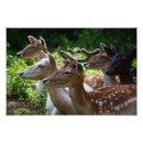 Recherche de grenier posters Cerf