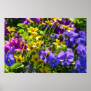 Suche nach lila blüten poster Fotografie