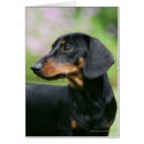 Recherche de minitures Langrishphotocanine