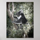Suche nach koala poster Australien
