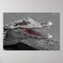 Suche nach kaiman poster Krokodil