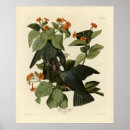Suche nach weiße tauben poster Vogelvogel
