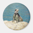 Suche nach iguana magnete Natur