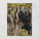 Recherche de marécage cartes postales Paysage