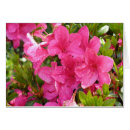 Suche nach rhododendren Rosa