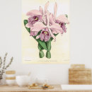 Suche nach cattleya poster Blume