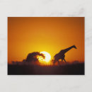 Recherche de chobe cartes postales Grand