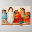 Recherche de colorful bird poster Pour tous