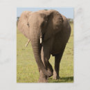 Suche nach loxodonta postkarten Nationalpark