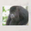 Suche nach belize postkarten Reise