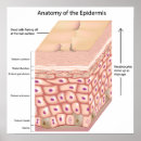 Suche nach dermatologie poster Dermis