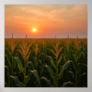 Suche nach kornfeld Sonnenuntergang