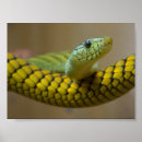 Suche nach snake kunst Green