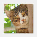 Suche nach klettern magnete Katze