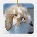 Recherche de la hollande ornements Animal