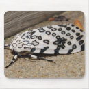 Recherche de mite tapis souris Insectes
