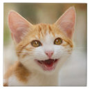 Suche nach kitten fliesen Niedlich