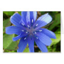 Recherche de chicorée cartes postales Nature