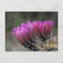 Recherche de sonora cartes postales Fleur