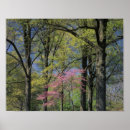 Recherche de arbre plante posters Kentucky