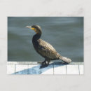 Suche nach kormoran postkarten Tierwelt