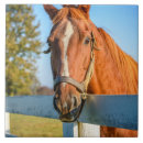 Recherche de cheval de course de pur sang Ferme
