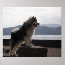 Suche nach canine poster Tier