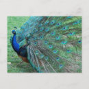 Recherche de gracieux cartes postales Animal