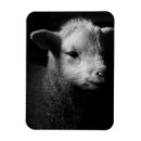 Suche nach tierkörperteil magnete Haustiere