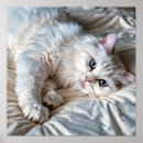 Suche nach ragdoll cat poster Niedlich
