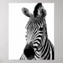 Suche nach zebra foto poster Niedlich