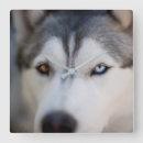 Suche nach malamutes wanduhren Siberischer husky