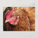 Suche nach farmer postkarten Farm animals