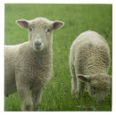 Recherche de agneau carreaux Herbe