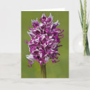 Recherche de orchidée sauvage cartes postales Violet