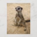 Recherche de suricate cartes postales Bébé