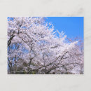 Suche nach kirschblüten postkarten Sakura
