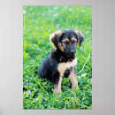 Recherche de chiot de berger allemand posters Bébé