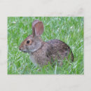Suche nach kaninchen foto postkarten Natur