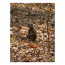 Recherche de singes posters Langur