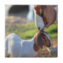 Suche nach fokus fliesen Tierkopf