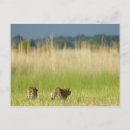 Suche nach botsuana postkarten Tierfamilie
