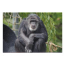 Recherche de singe se reposant Primat
