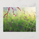 Suche nach stechpalme postkarten Blume