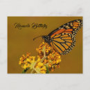 Recherche de butterfly cartes postales Orange
