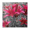 Suche nach rosa lilie fliesen Dekorativ