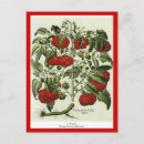 Recherche de tomates cartes postales Plantes
